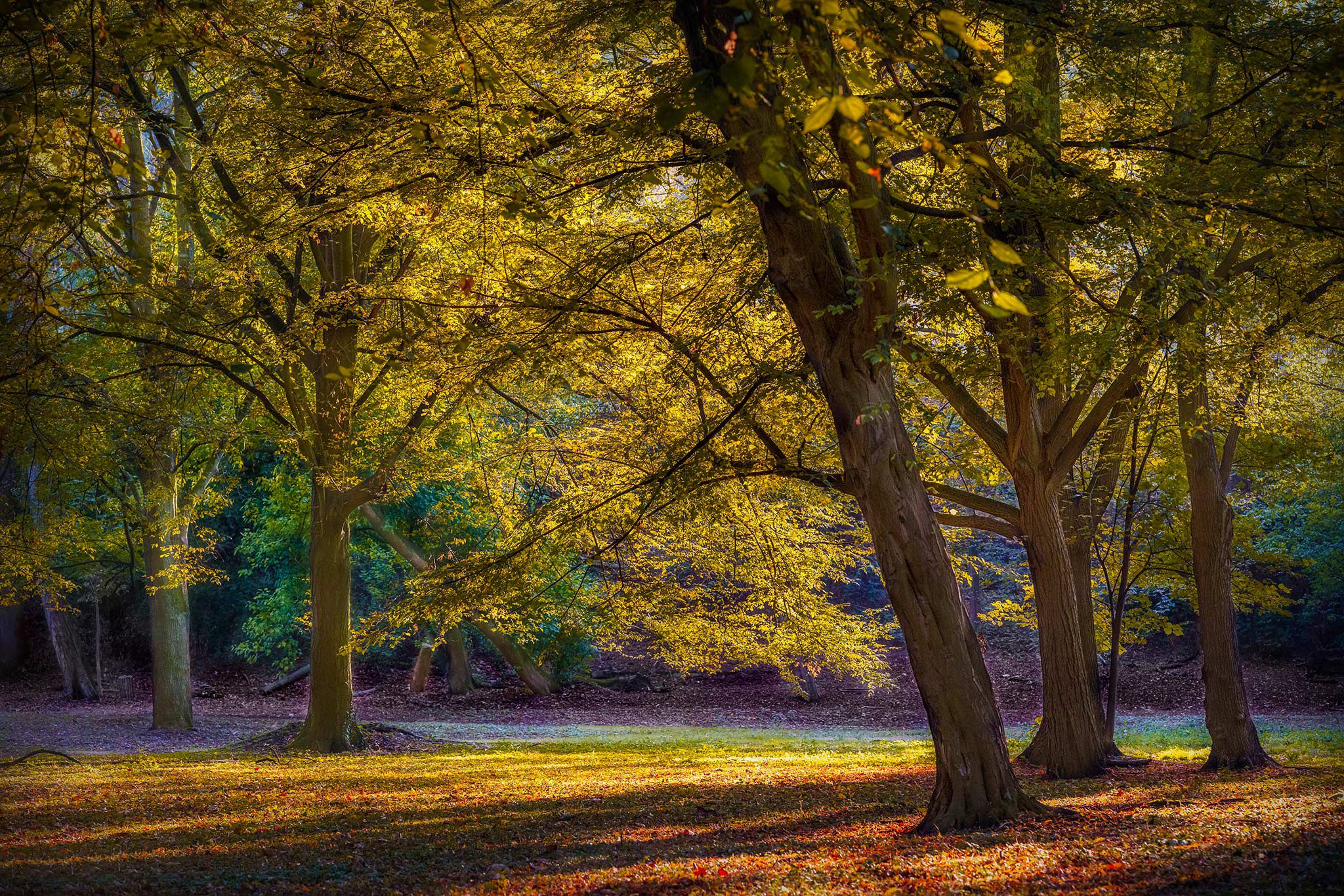 herbstwald